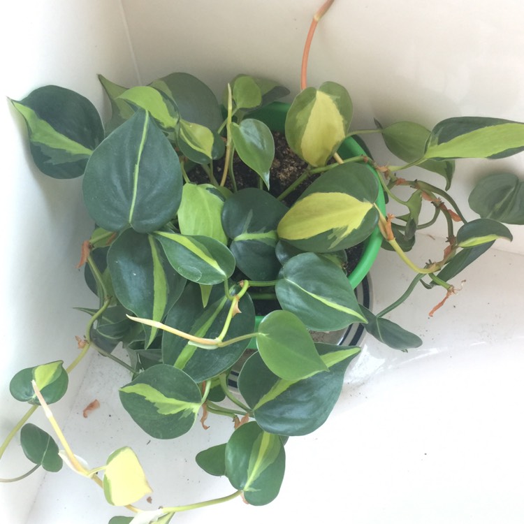 plant image 963434