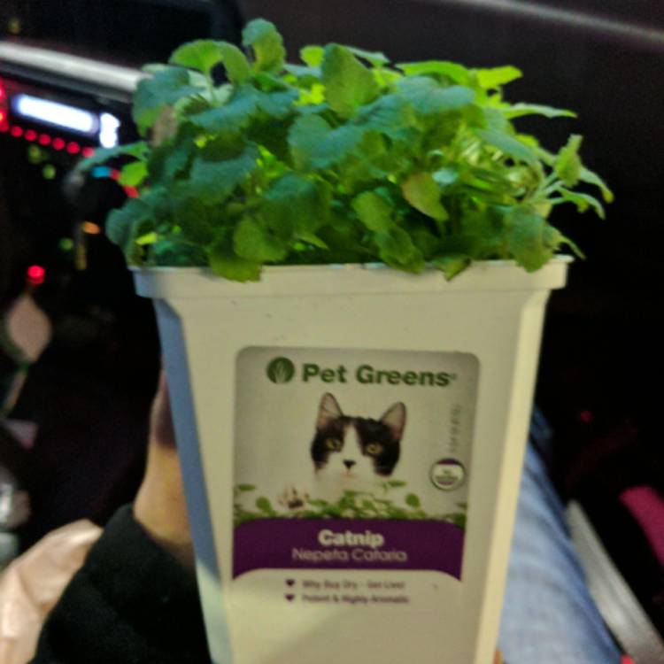 plant image 323718