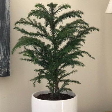 Norfolk Island Pine