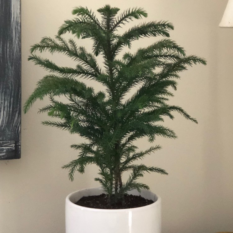 plant image 1200445