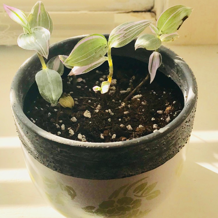 Plant image Tradescantia fluminensis 'Variegata'