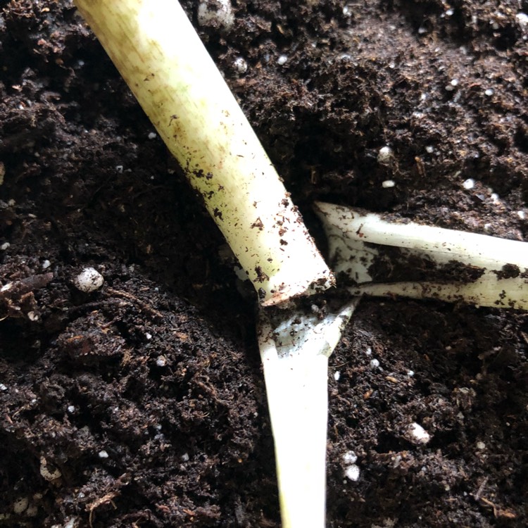 plant image 794463