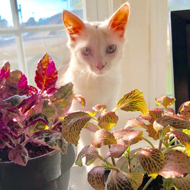 Alyssa's garden