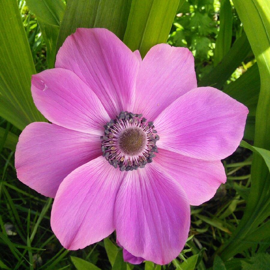Anemone De Caen 'Mr Fokker'