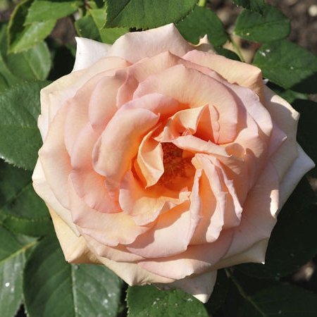 Plant image Rosa 'Infinity'