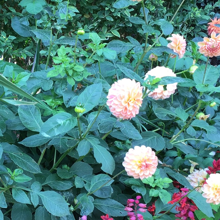 Plant image Dahlia 'Peaches and Cream'