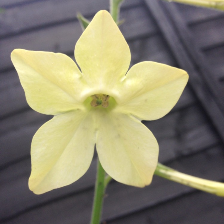 Plant image Nicotiana alata 'Lime Green'