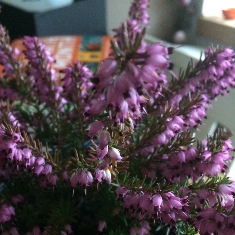 Plant image Erica carnea