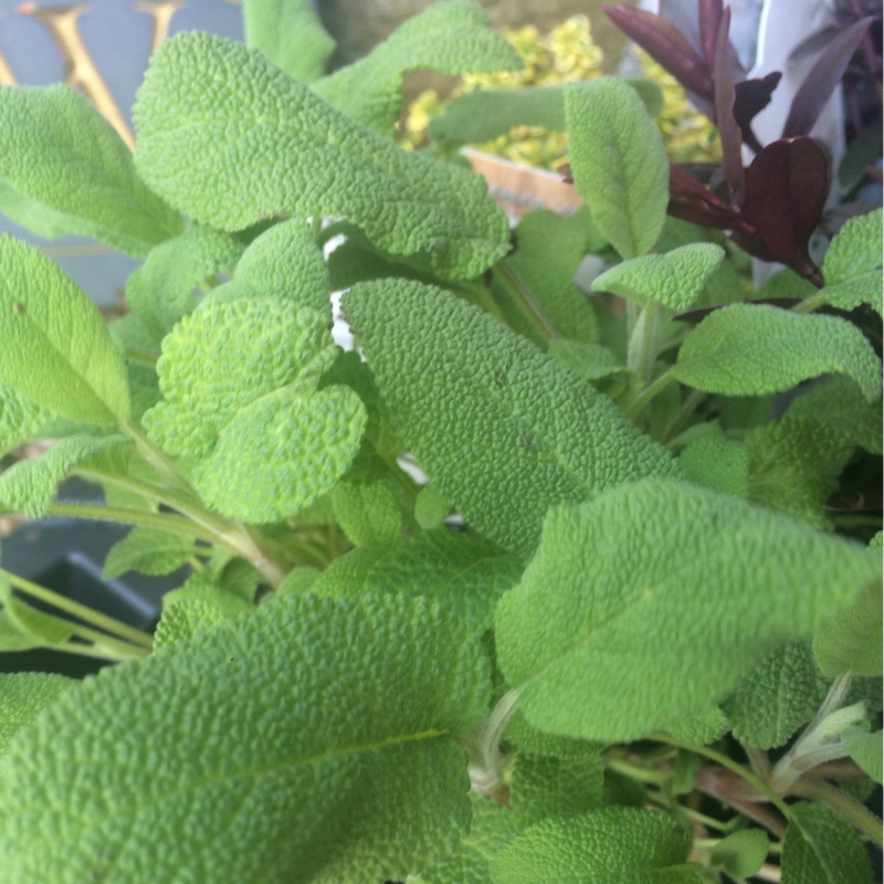 Plant image Salvia officinalis 'Purpurascens'