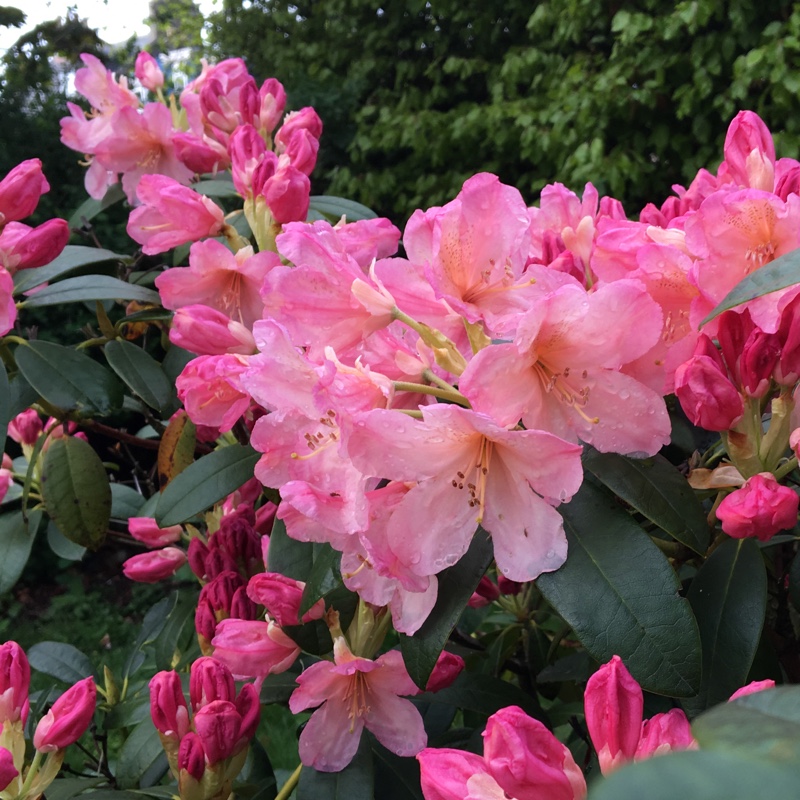 plant image 81271