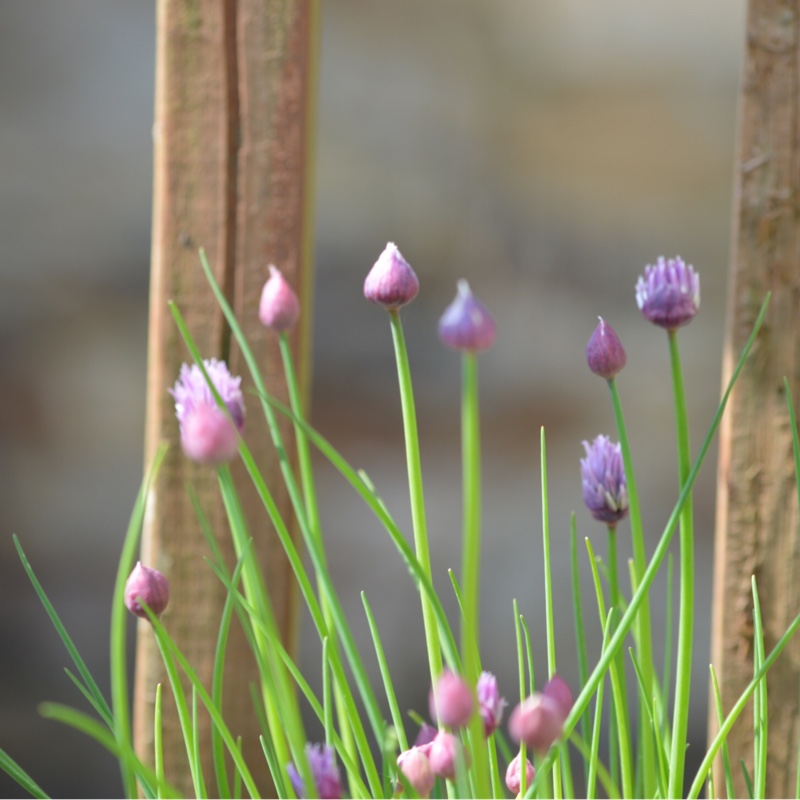 Allium schoenoprasum