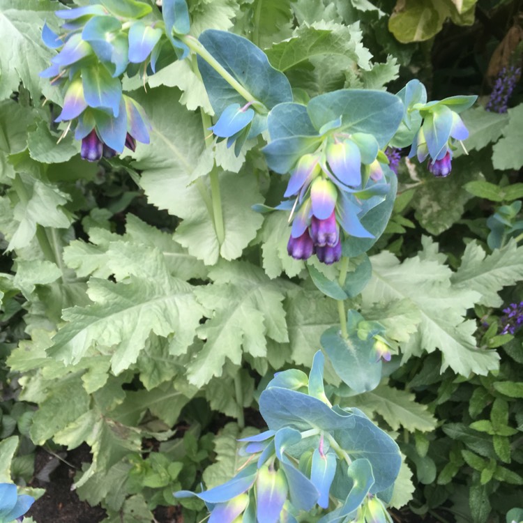 plant image 425960