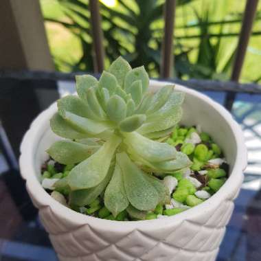 Amanda-lee's garden
