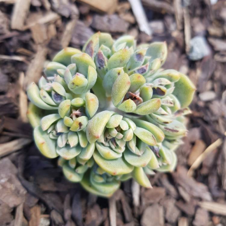 Plant image Echeveria Blue Surprise