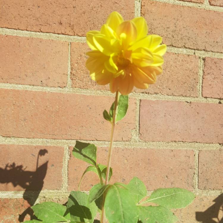 plant image 972388