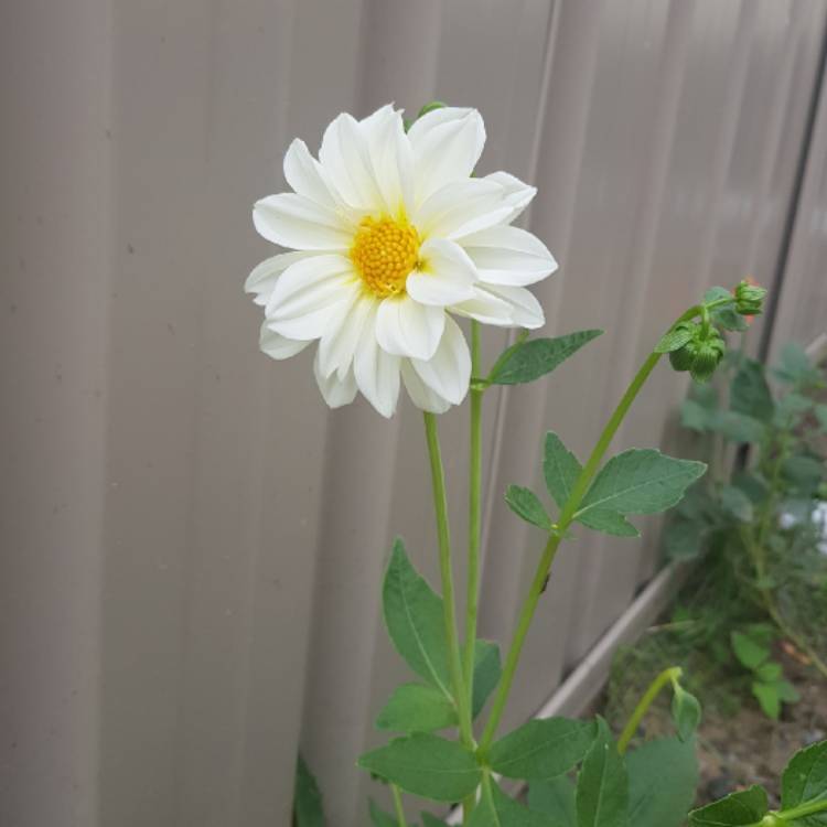 Plant image Dahlia 'Hdw79' (Happy Days Series) syn. Dahlia 'Happy Days Cream'