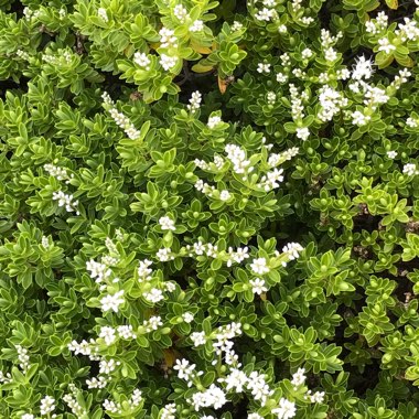 Shrubby Veronica