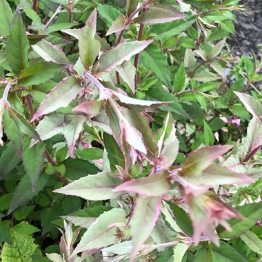 Amanda's garden