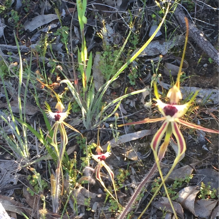 Plant image Caladenia 'Incensa'
