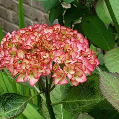Amanda 's garden