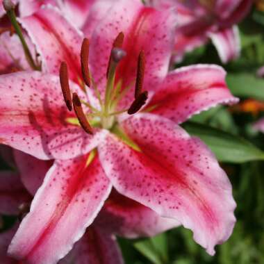Amanda 's garden