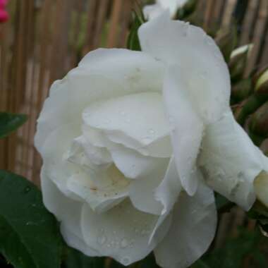 Amanda's garden