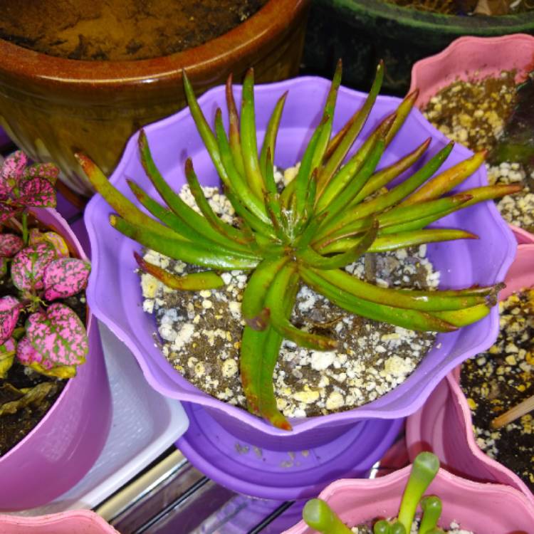 Plant image Crassula nudicaulis 'Devil's Horns'