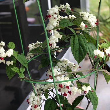 Bleeding Heart Vine