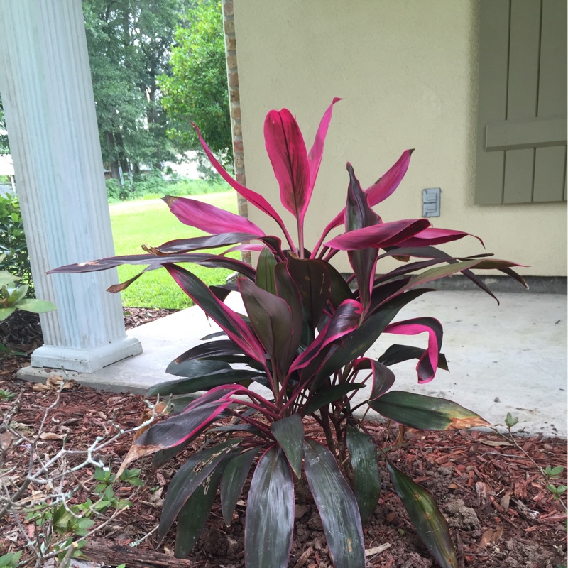Plant image Cordyline Fruticosa 'Red Sister'