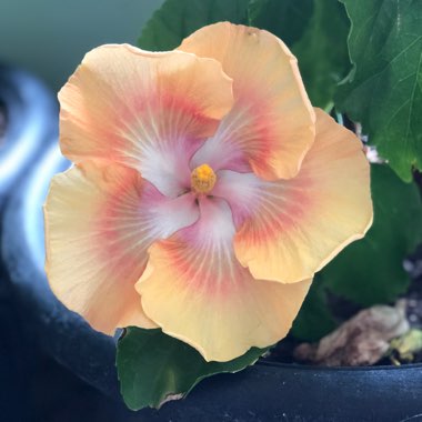 Tropical Hibiscus 'Flashy Cajun'