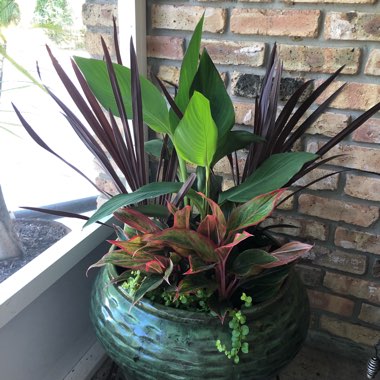 Amanda's garden