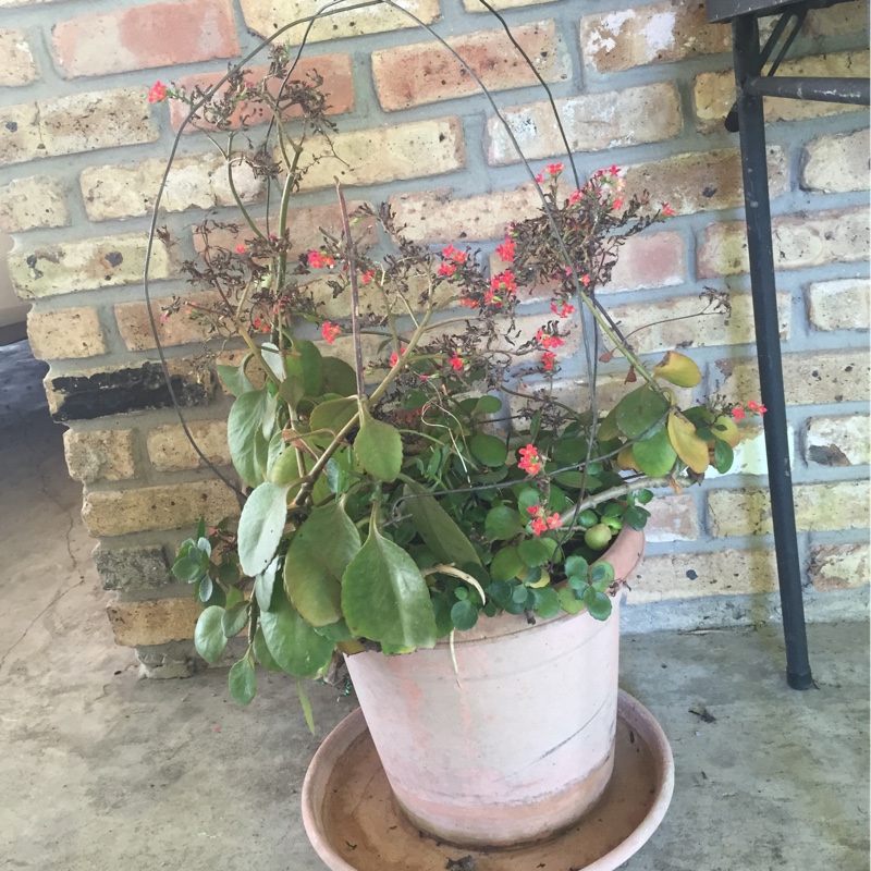Amanda's garden