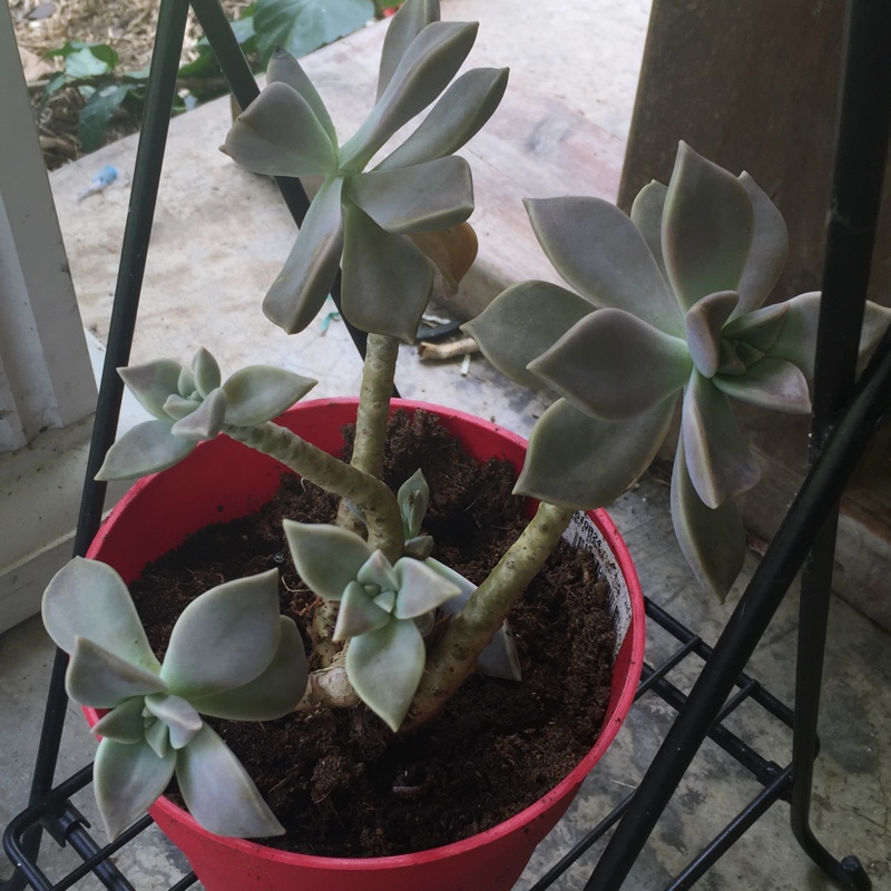 Amanda's garden