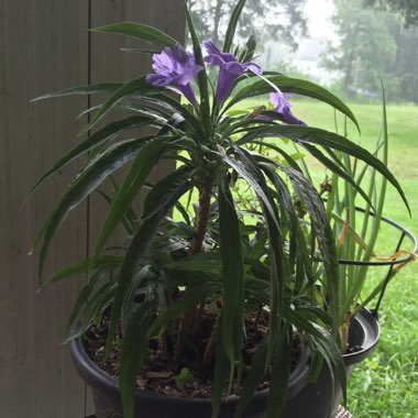 Amanda's garden