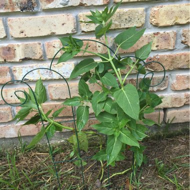 Amanda's garden