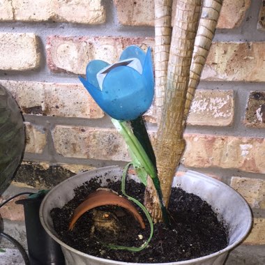 Amanda's garden