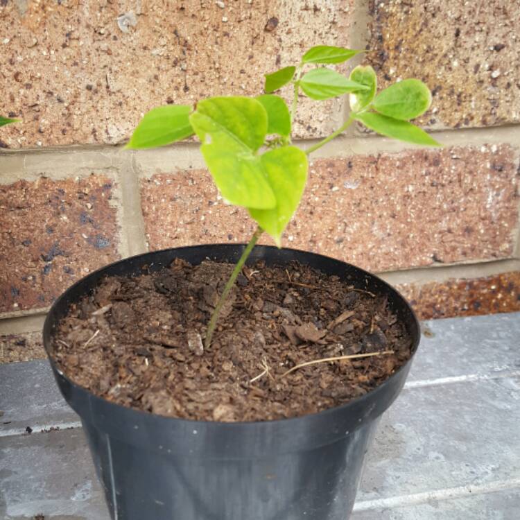 plant image 611523