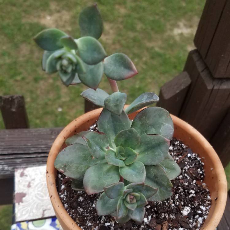 plant image 386404
