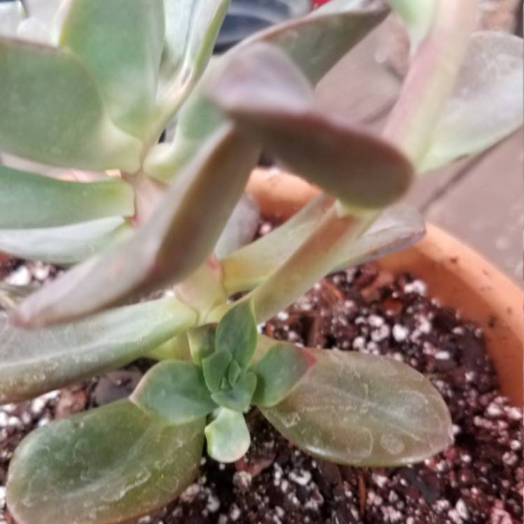 plant image 386405