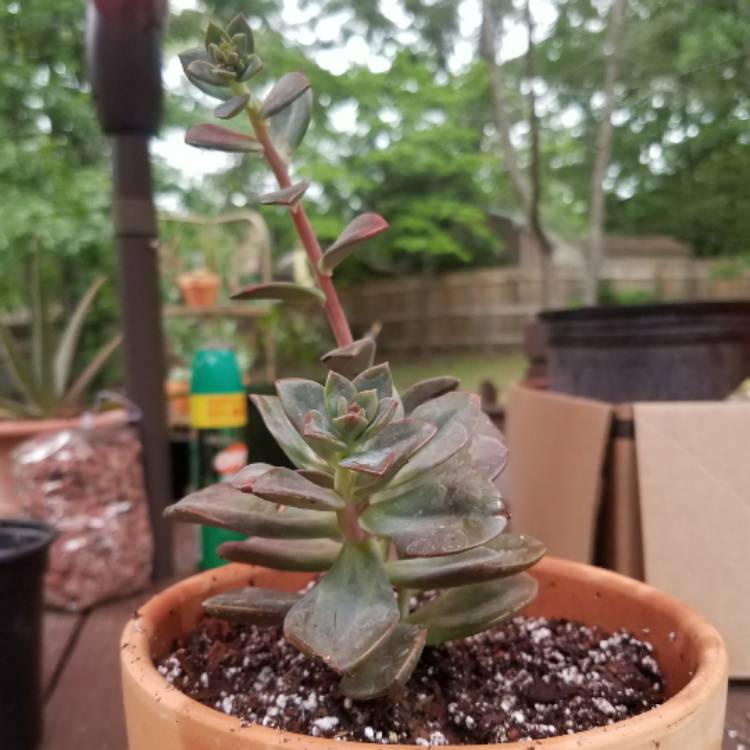 plant image 386406