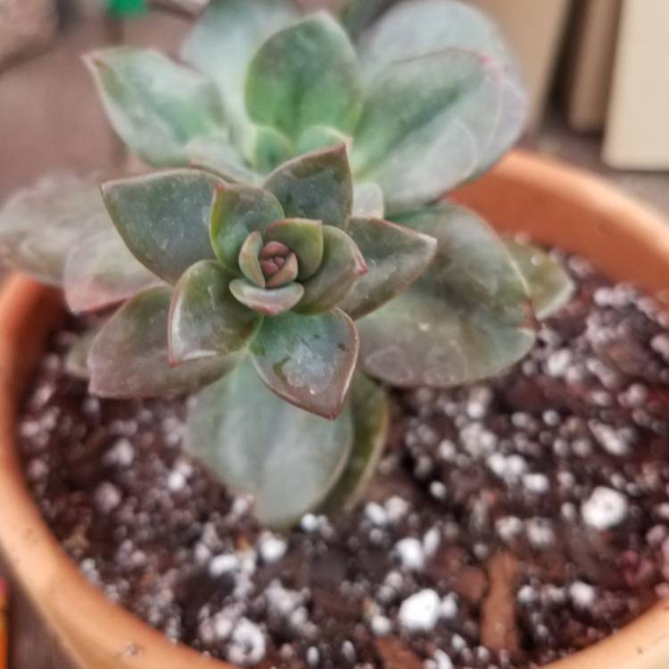 plant image 386408