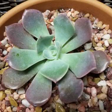 Echeveria Dusty Rose