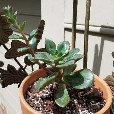 Echeveria Chroma