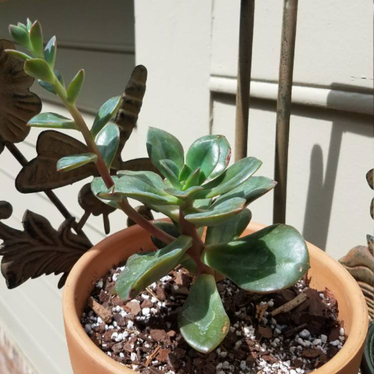 plant image 413077
