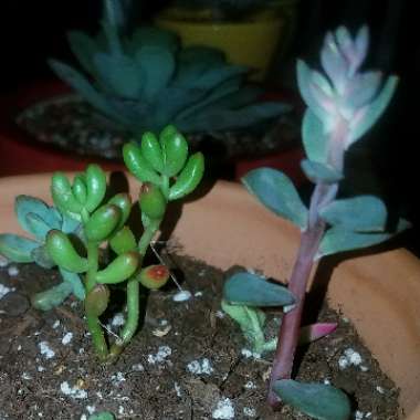 Echeveria Chroma