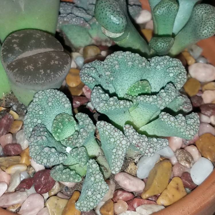 plant image 474654