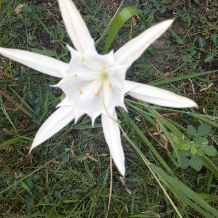 Plant image Pancratium maritimum