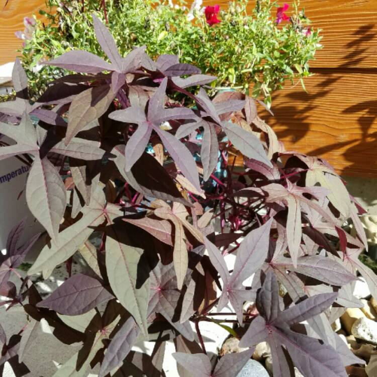 plant image 224860