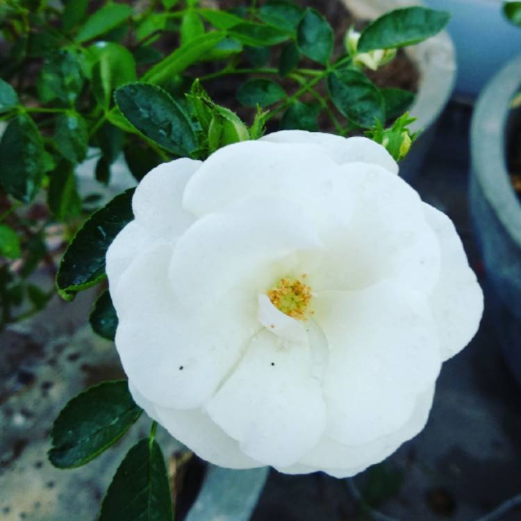 Plant image Rosa 'Jeanne Moreau'