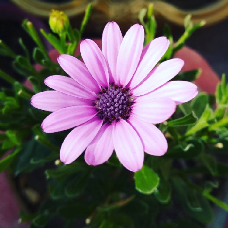 Plant image Dimorphotheca pluvialis